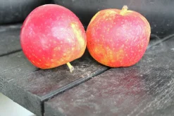 Äpple 'Agnes'