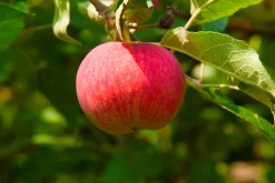 Äpple 'Agnes'