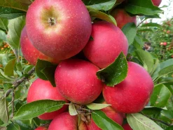 Äpple 'Agnes'