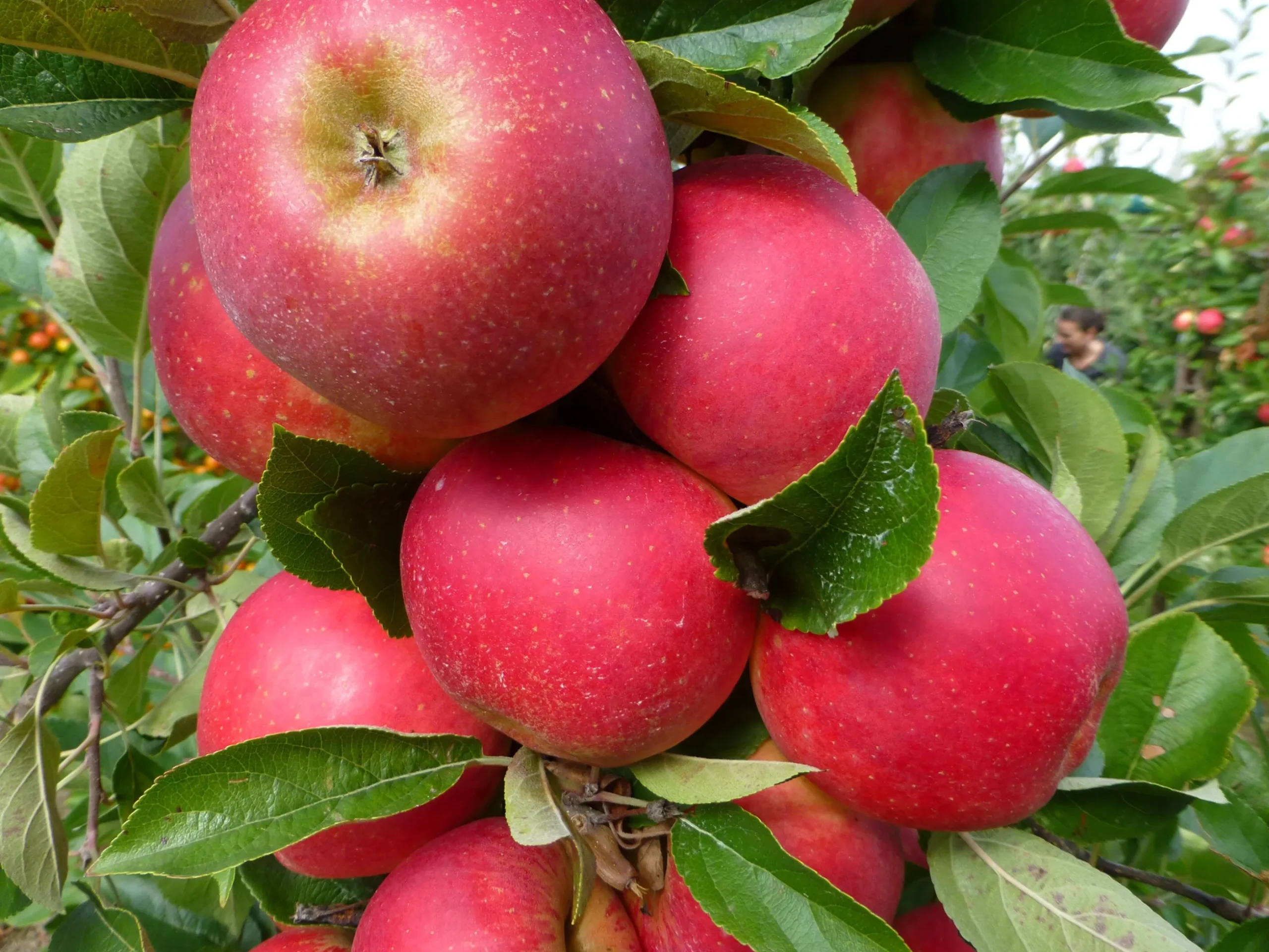 Äpple 'Agnes' Svagväxande B9