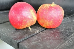 Äpple 'Agnes' Svagväxande B9
