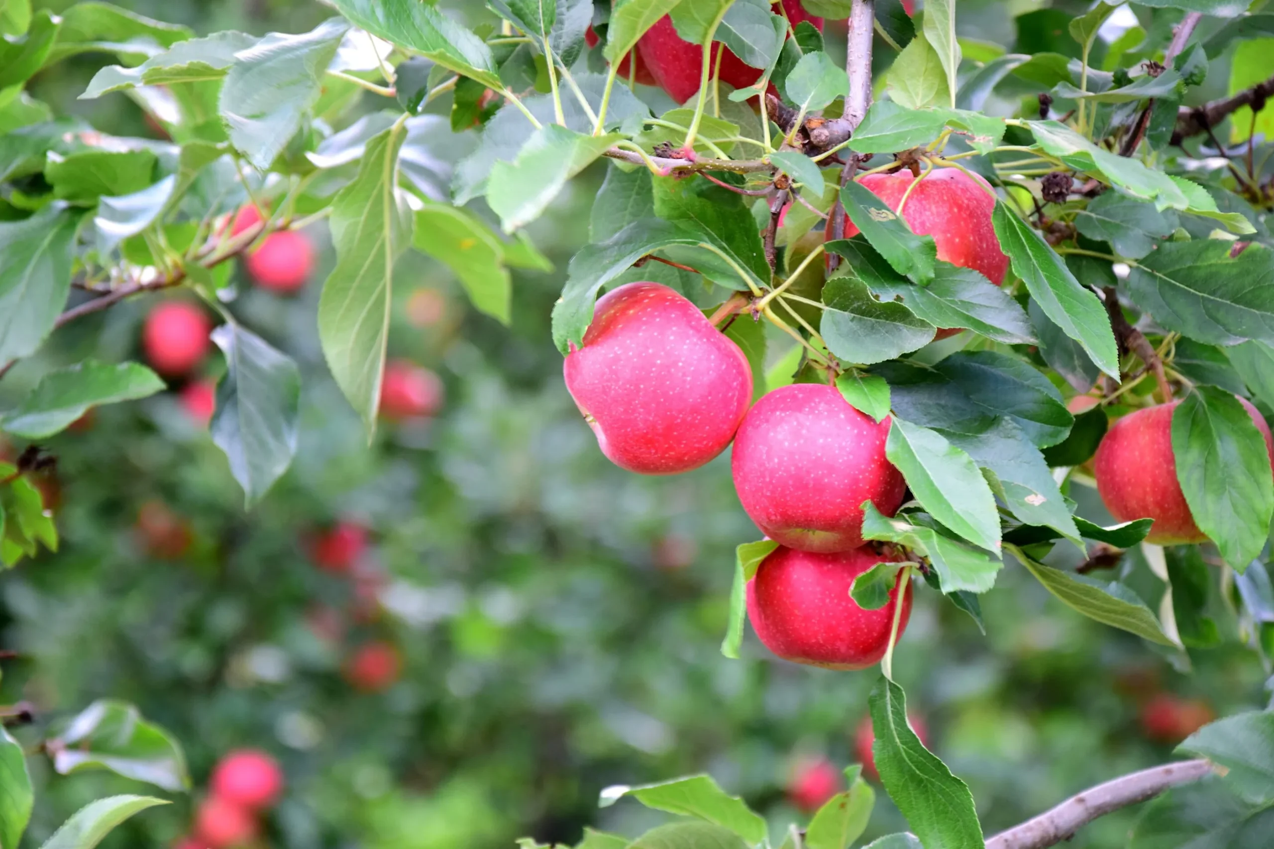 Äpple 'Agnes' Svagväxande B9