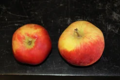 Äpple 'Alice' Krukodlad