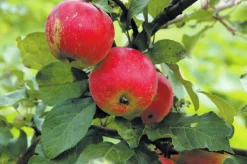 Äpple 'Alice' Krukodlad