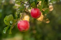 Äpple 'Alice' Krukodlad