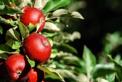 Äpple 'Amorosa'