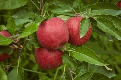 Äpple 'Amorosa'