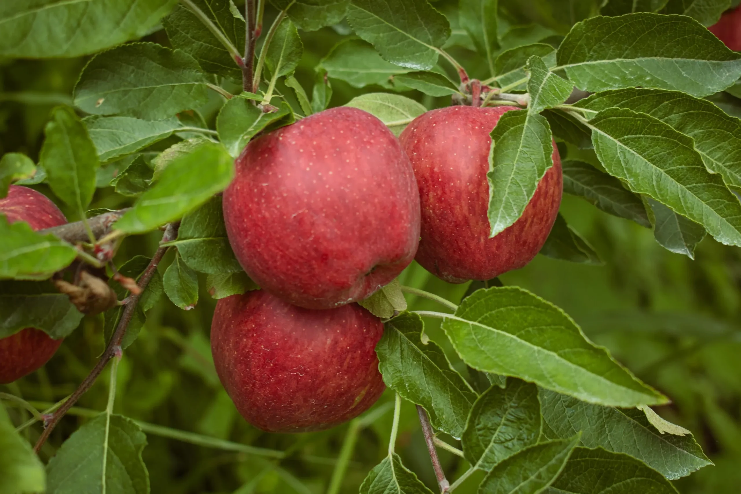 Äpple 'Amorosa'