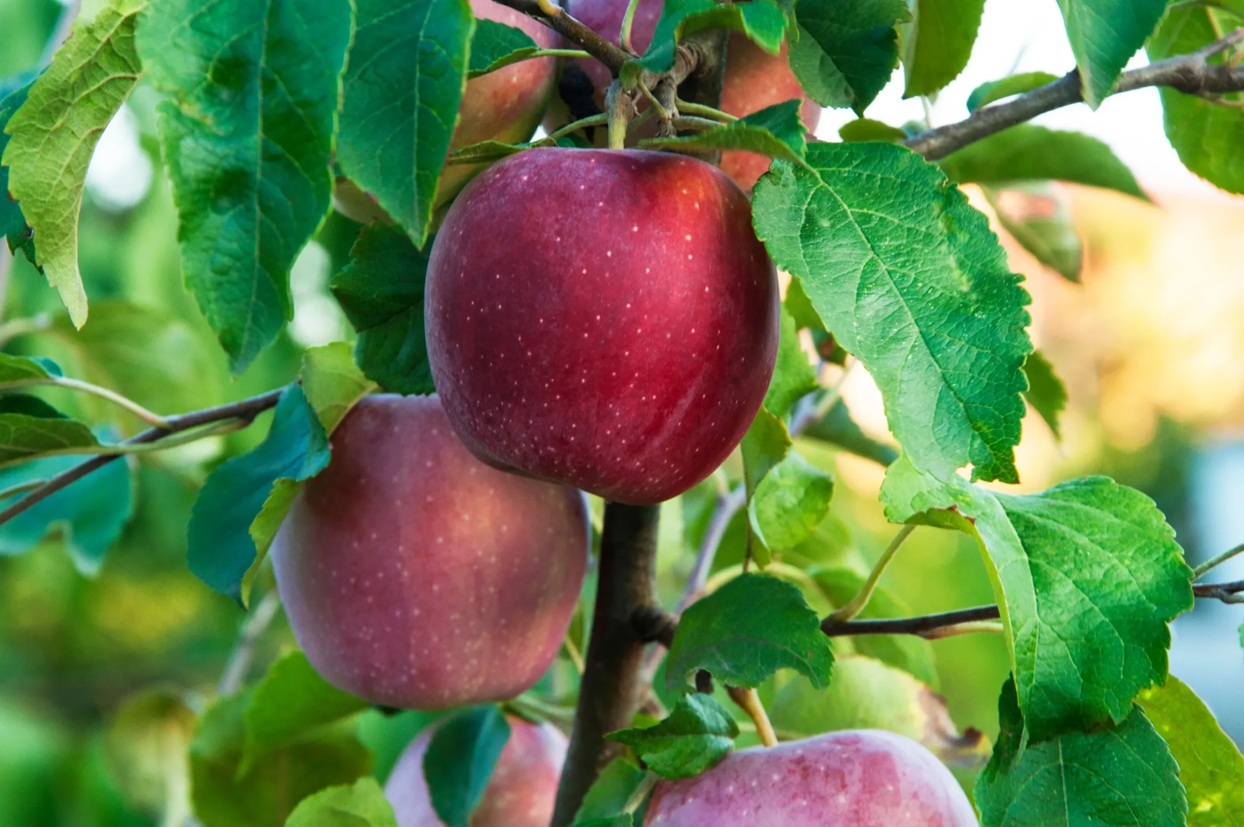 Äpple 'Amorosa'