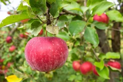 Äpple 'Aroma'