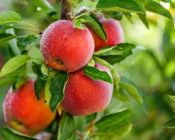 Äpple 'Aroma'