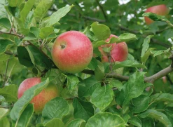 Äpple 'Aroma' Svagväxande B9