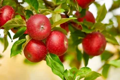 Äpple 'Aroma' Svagväxande B9