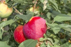 Äpple 'Birgit Bonnier'