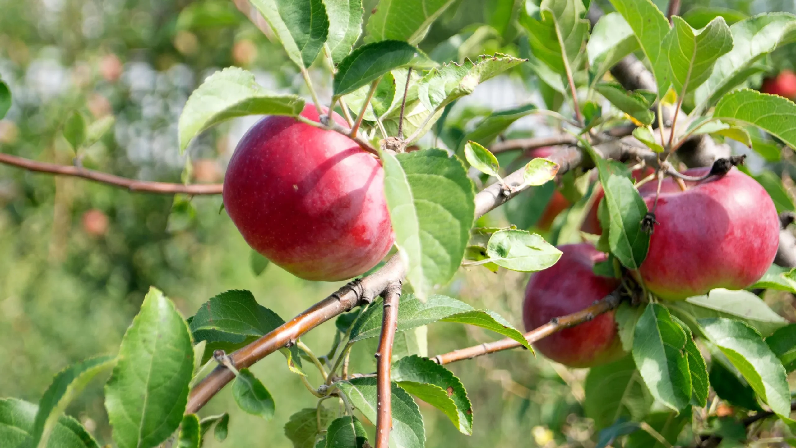 Äpple 'Birgit Bonnier'