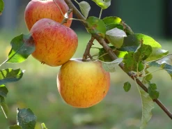Äpple 'Cox Pomona' Krukodlad