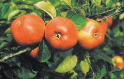 Äpple 'Cox Pomona' Krukodlad