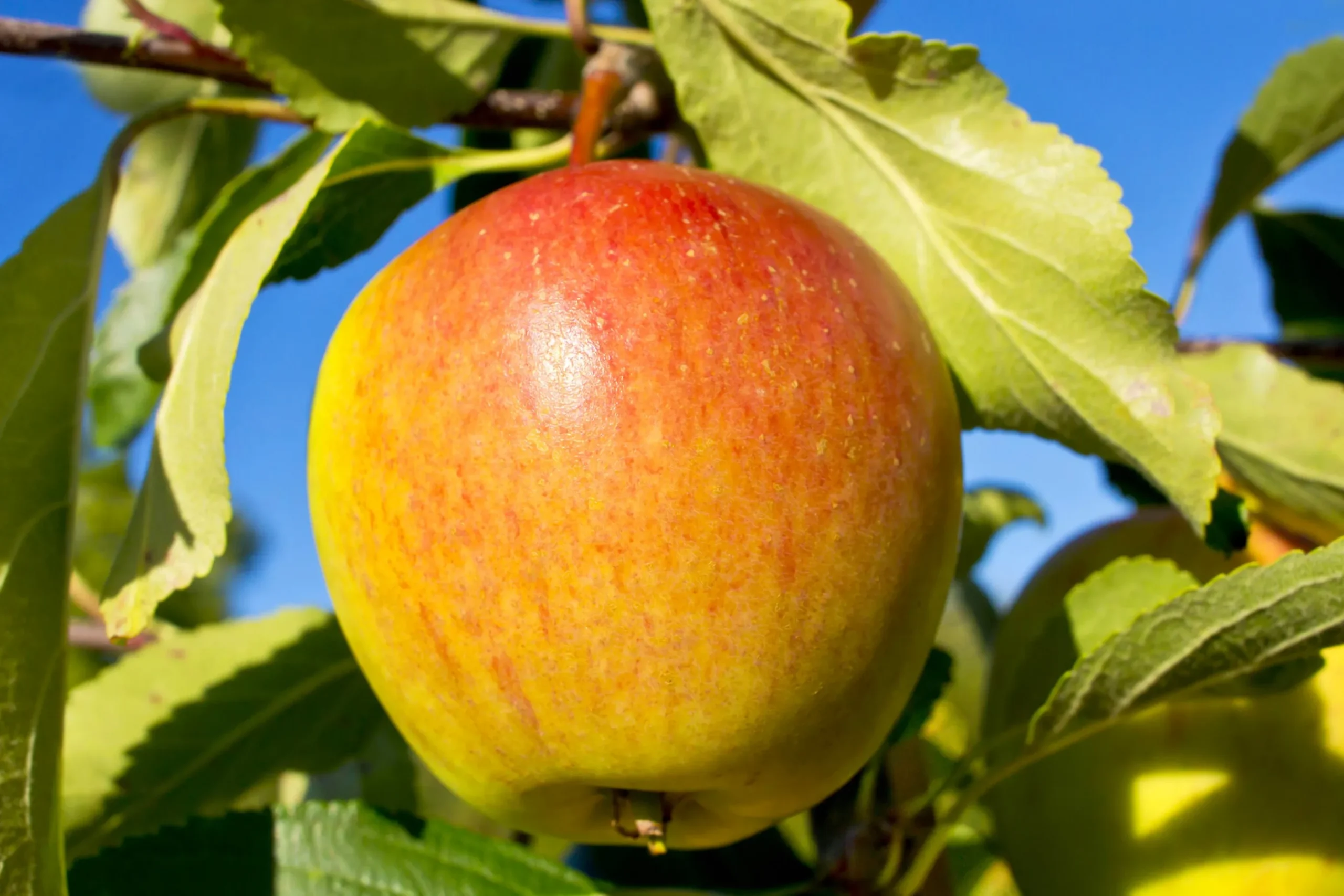 Äpple 'Cox Pomona' Krukodlad