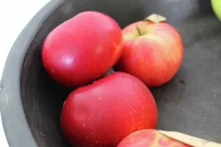 Äpple 'Discovery'