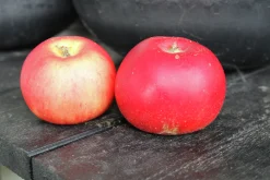 Äpple 'Discovery'
