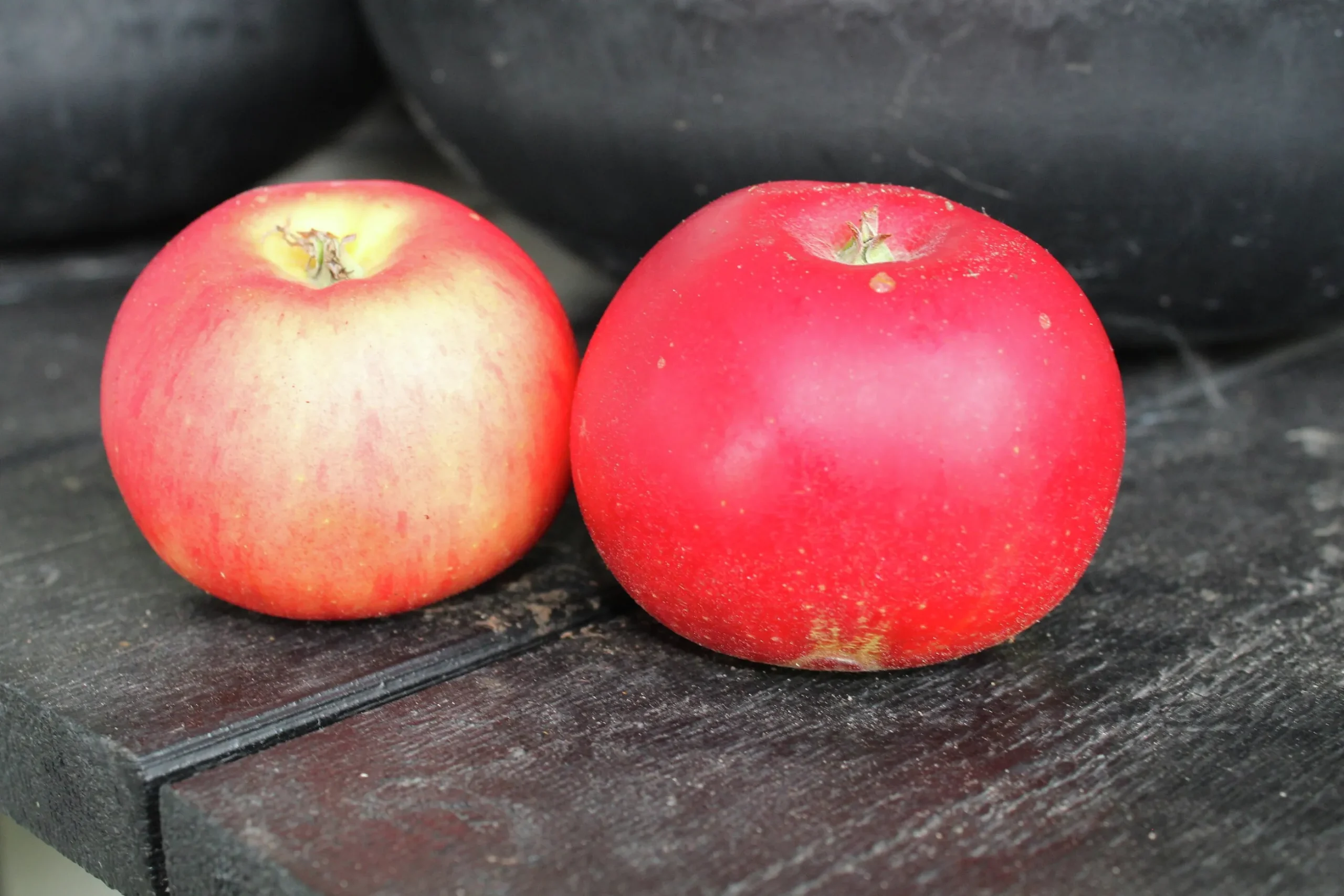 Äpple 'Discovery'