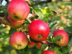Äpple 'Discovery'