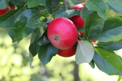 Äpple 'Discovery'