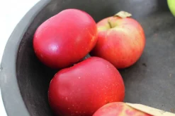 Äpple 'Discovery' Svagväxande