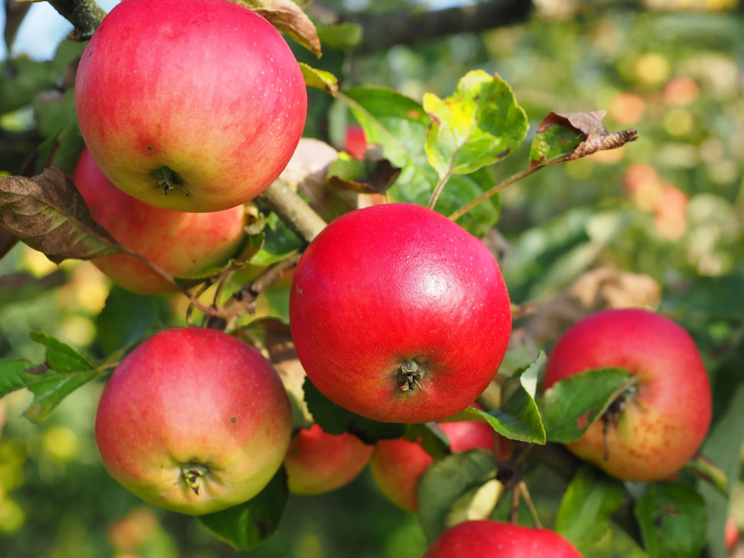 Äpple 'Discovery' Svagväxande
