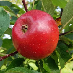 Äpple 'Folke'