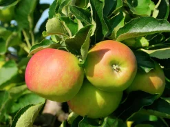 Äpple 'Fredrik'