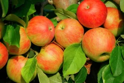 Äpple 'Fredrik'
