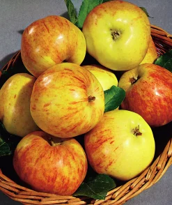 Äpple 'Gravensteiner' Krukodlad