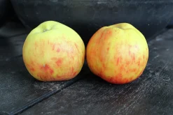 Äpple 'Gravensteiner' Krukodlad