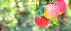 Äpple 'Gyllenkroks Astrakan'