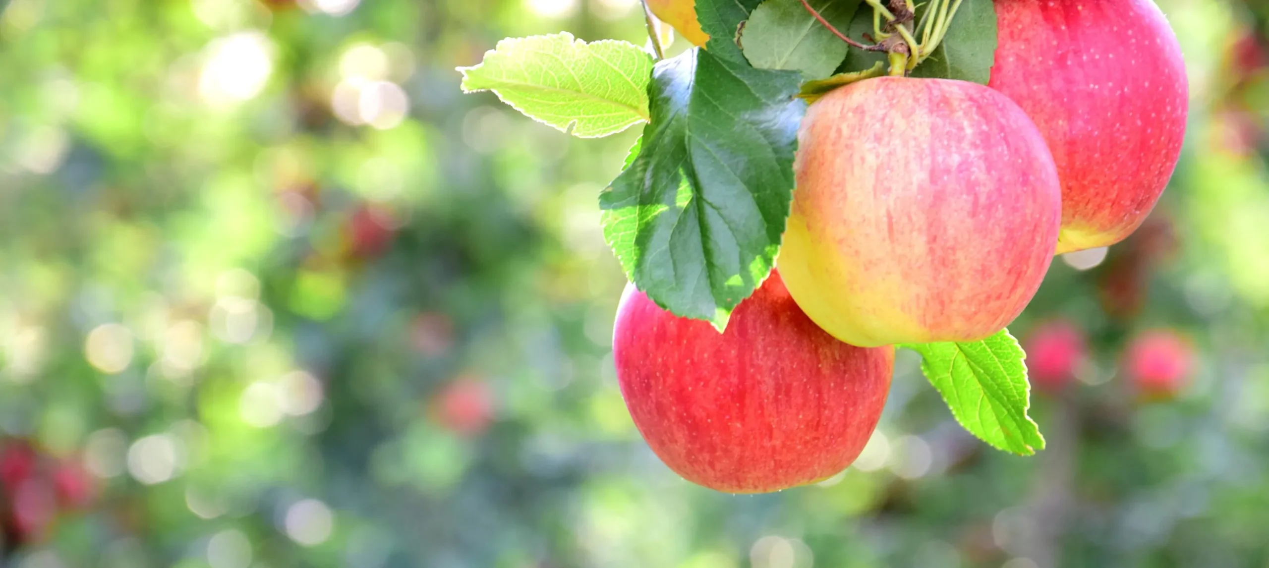 Äpple 'Gyllenkroks Astrakan'