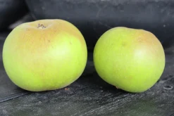 Äpple 'Gyllenkroks Astrakan'