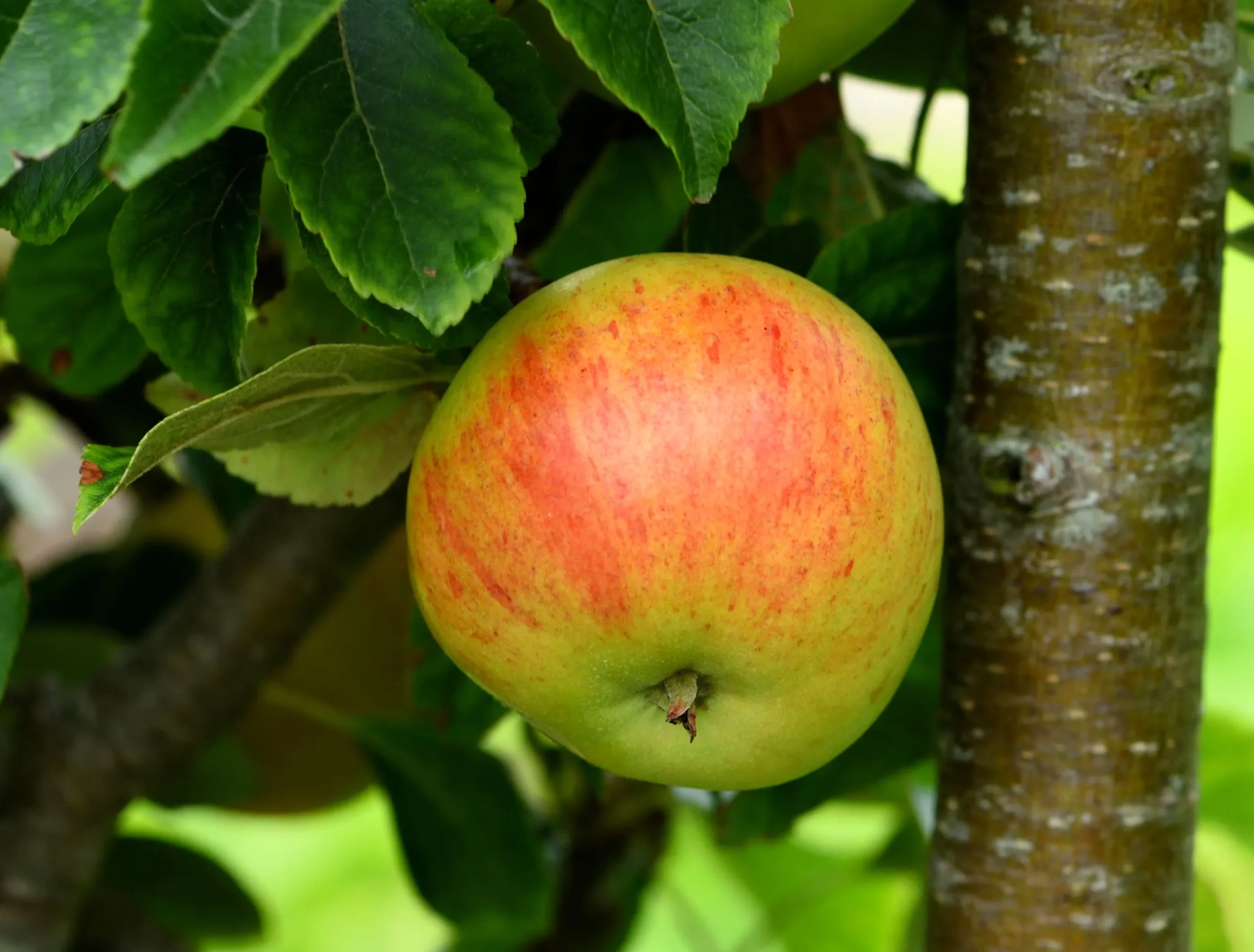 Äpple 'Gyllenkroks Astrakan'