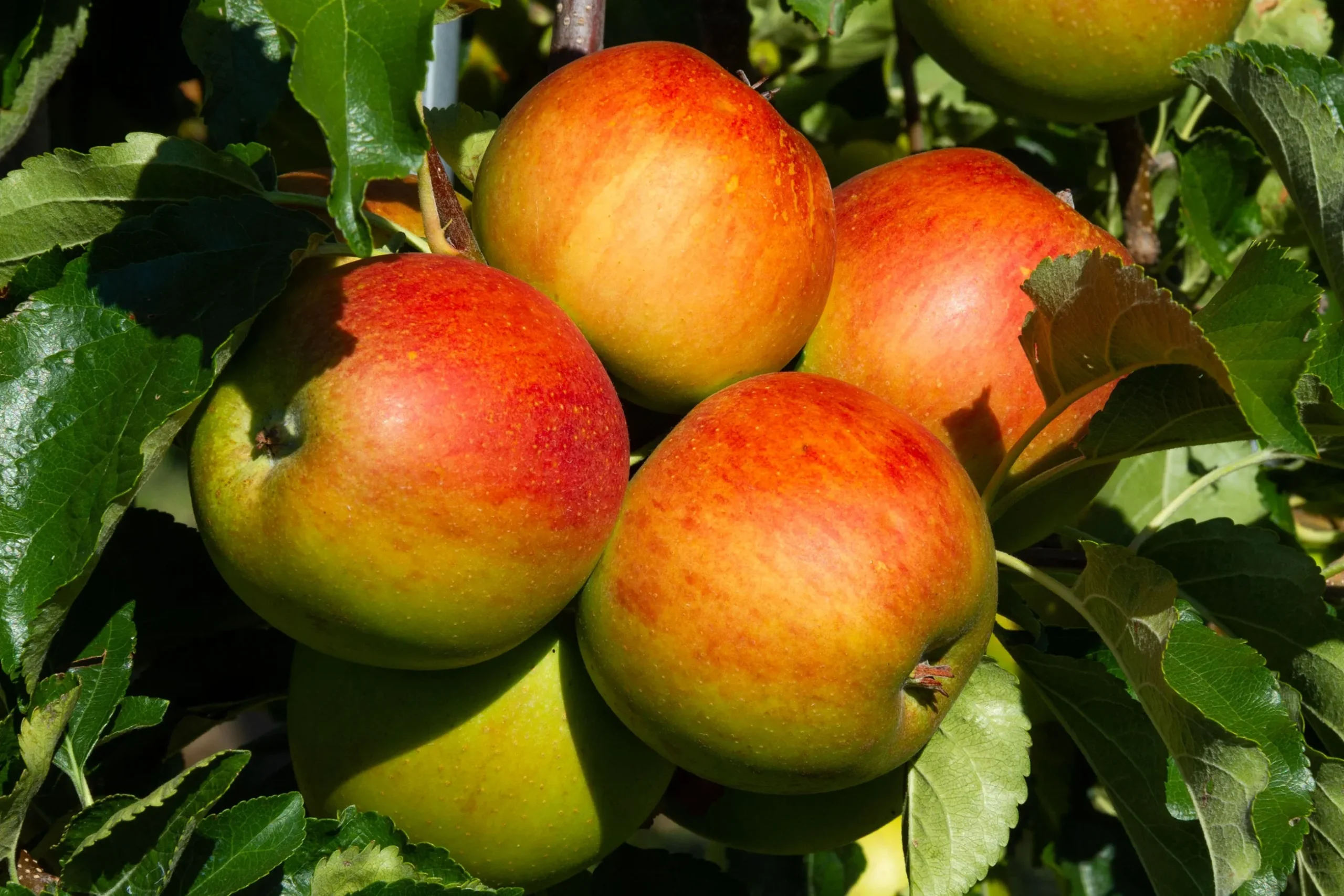 Äpple 'Höstdessert'