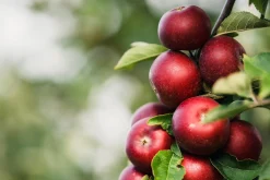 Äpple 'Ingrid Marie'