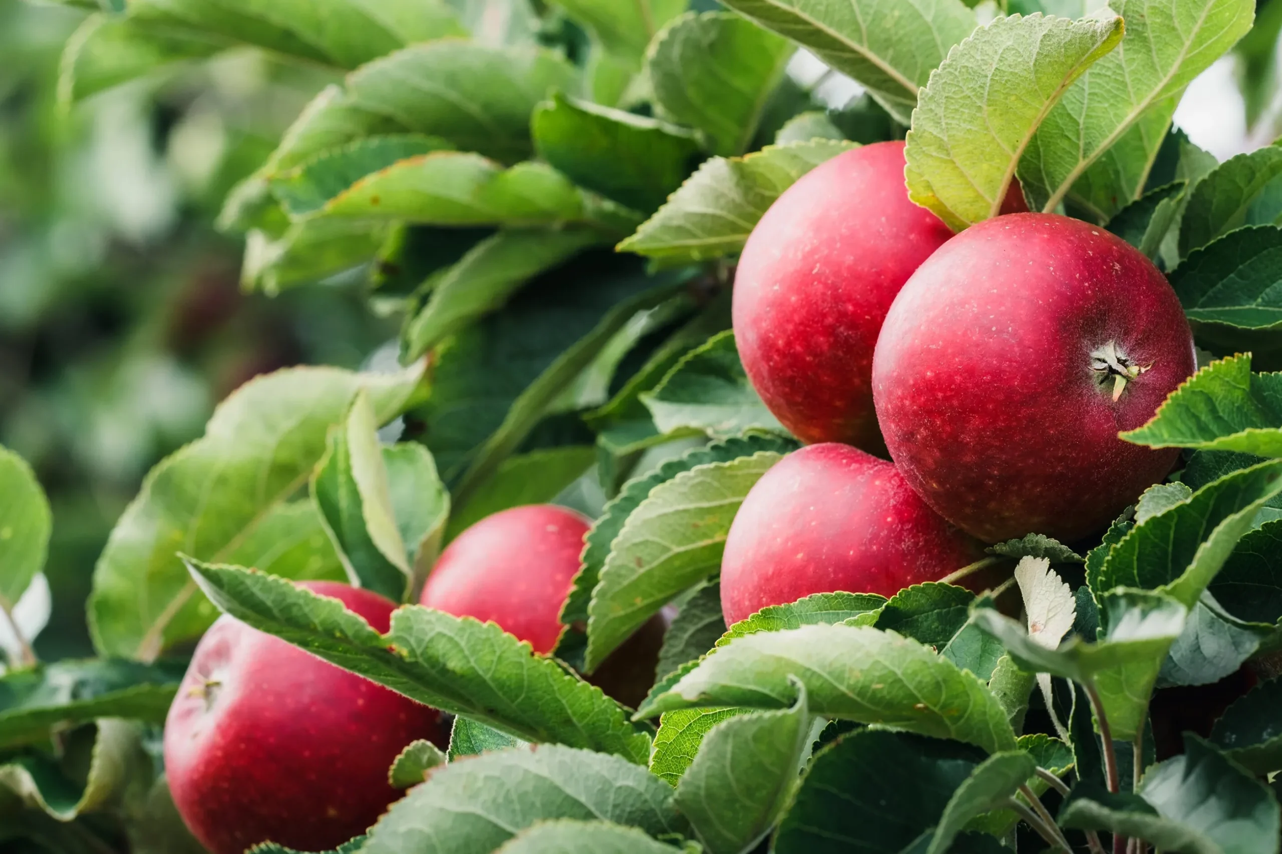Äpple 'Ingrid Marie' Svagväxande