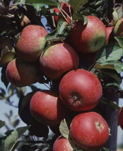 Äpple 'Ingrid Marie' Svagväxande