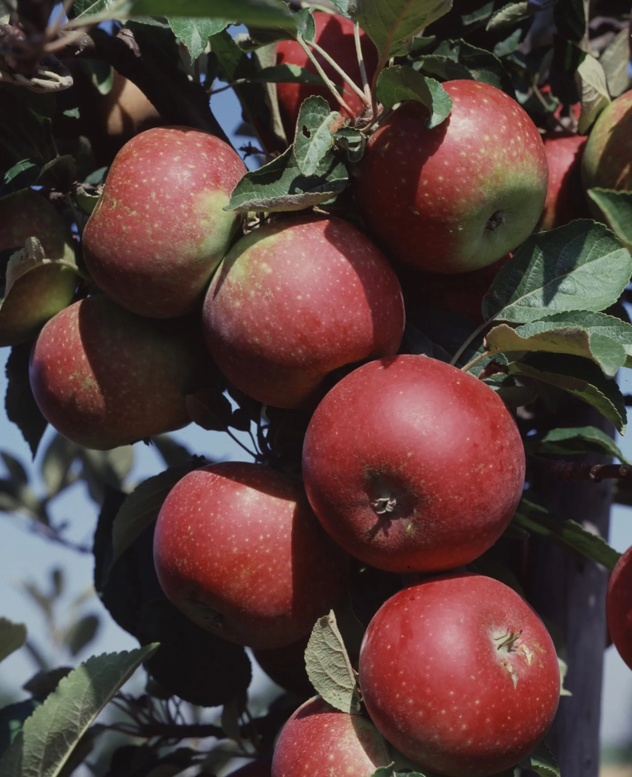 Äpple 'Ingrid Marie' Svagväxande