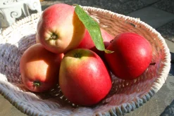 Äpple 'James Grieve' Svagväxande B9