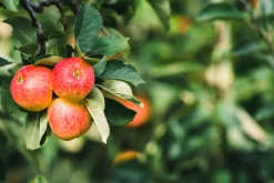 Äpple 'James Grieve' Svagväxande B9