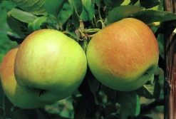 Äpple 'James Grieve' Svagväxande B9