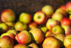 Äpple 'James Grieve' Svagväxande B9
