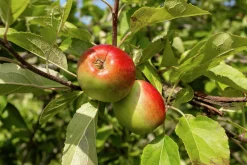 Äpple 'James Grieve' Svagväxande B9
