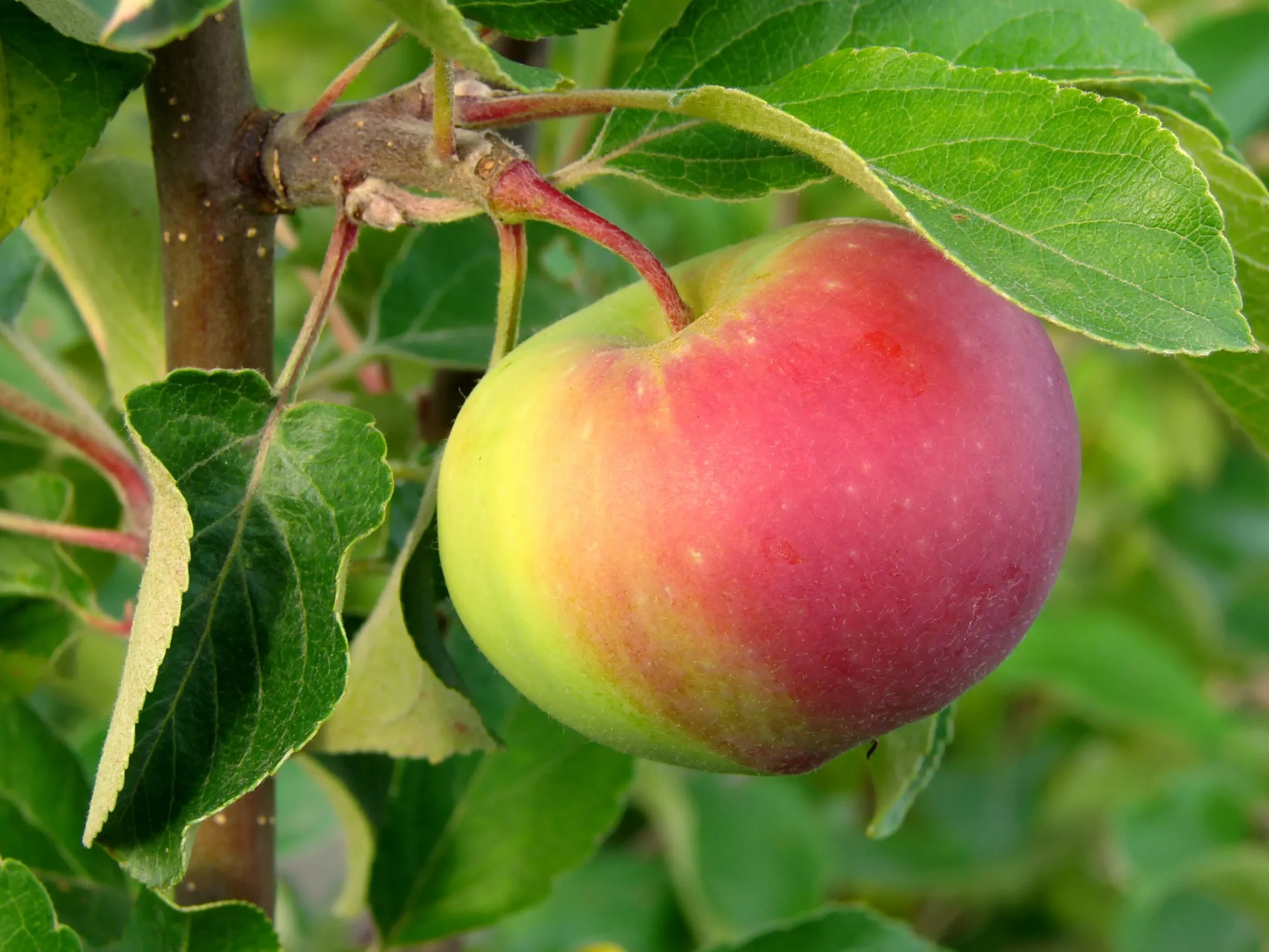 Äpple 'Kaneläpple'