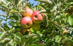 Äpple 'Kaneläpple'